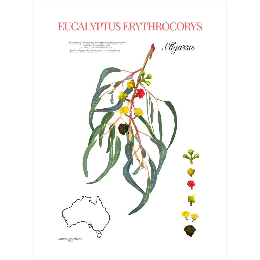 Illyarrie A3 Art Print